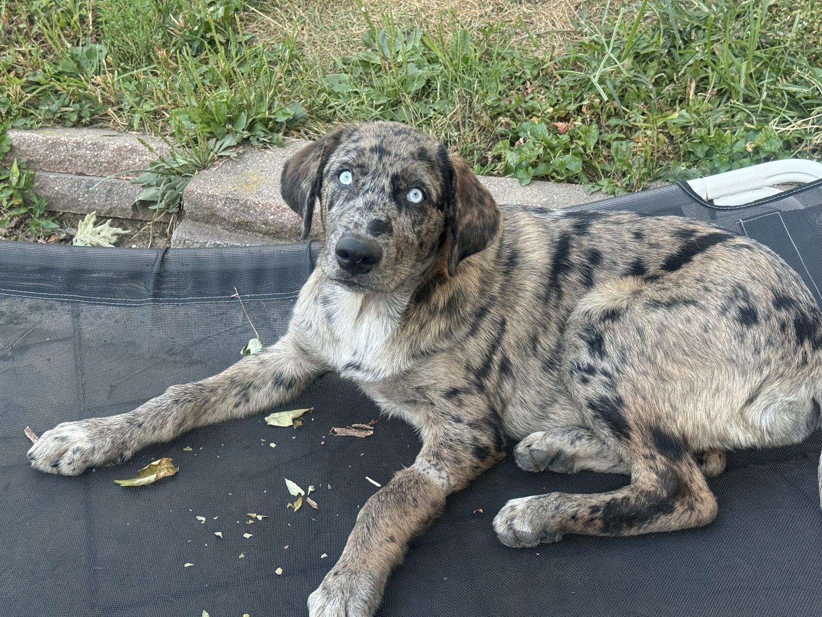 Enlarge Merle Haggard, a Adoptable mixed breed in Fenton, MO image 1/2
