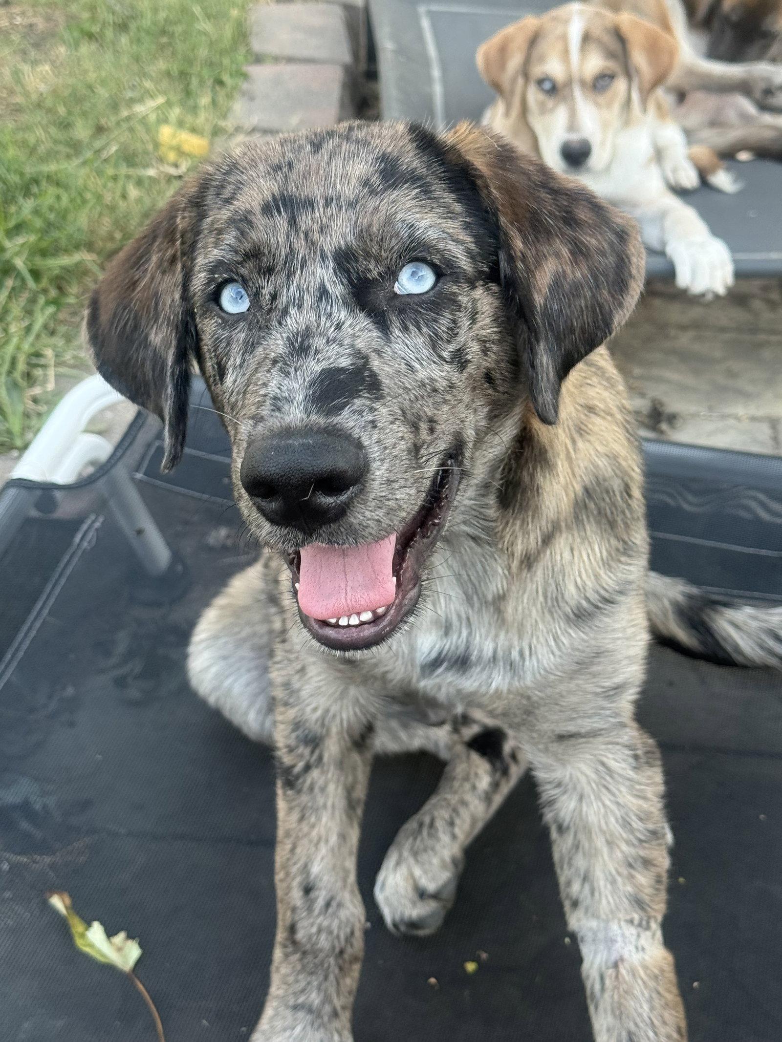 Enlarge Merle Haggard, a Adoptable mixed breed in Fenton, MO image 2/2