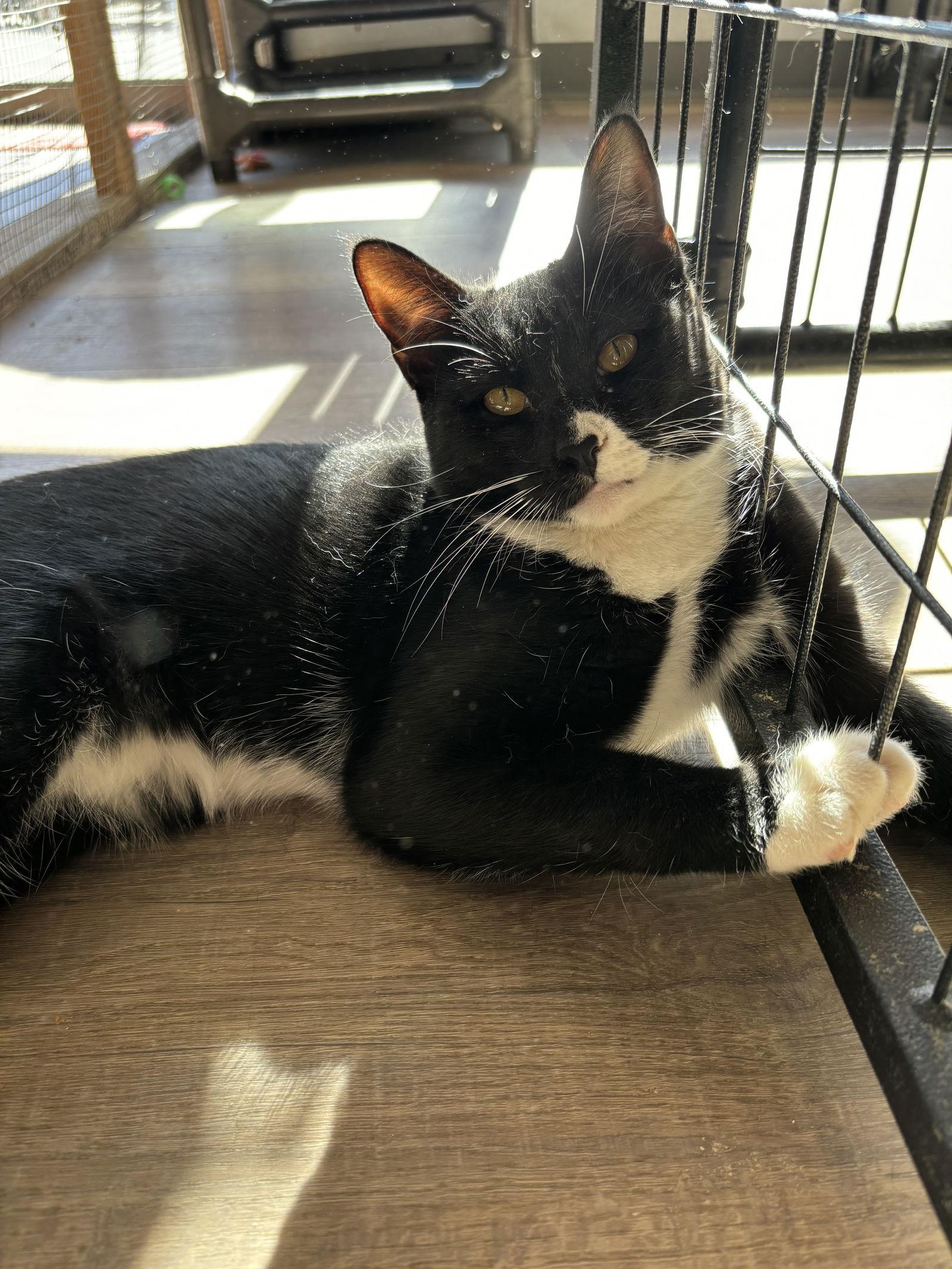 Brandy, Adoptable, Kitten Female Domestic Short Hair.