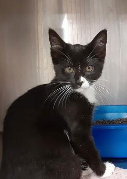 Enlarge Brandy, a Adoptable Domestic Short Hair in Massapequa, NY image 2/2