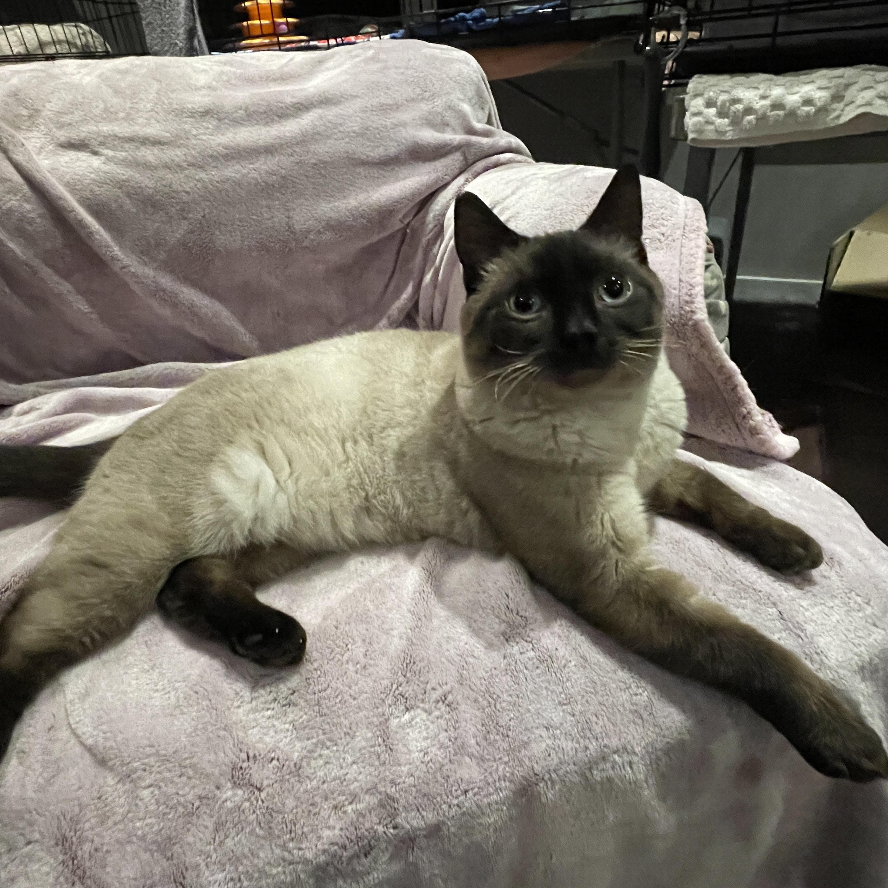 Jackson Avery, ADOPTABLE, Young Male Domestic Short Hair.