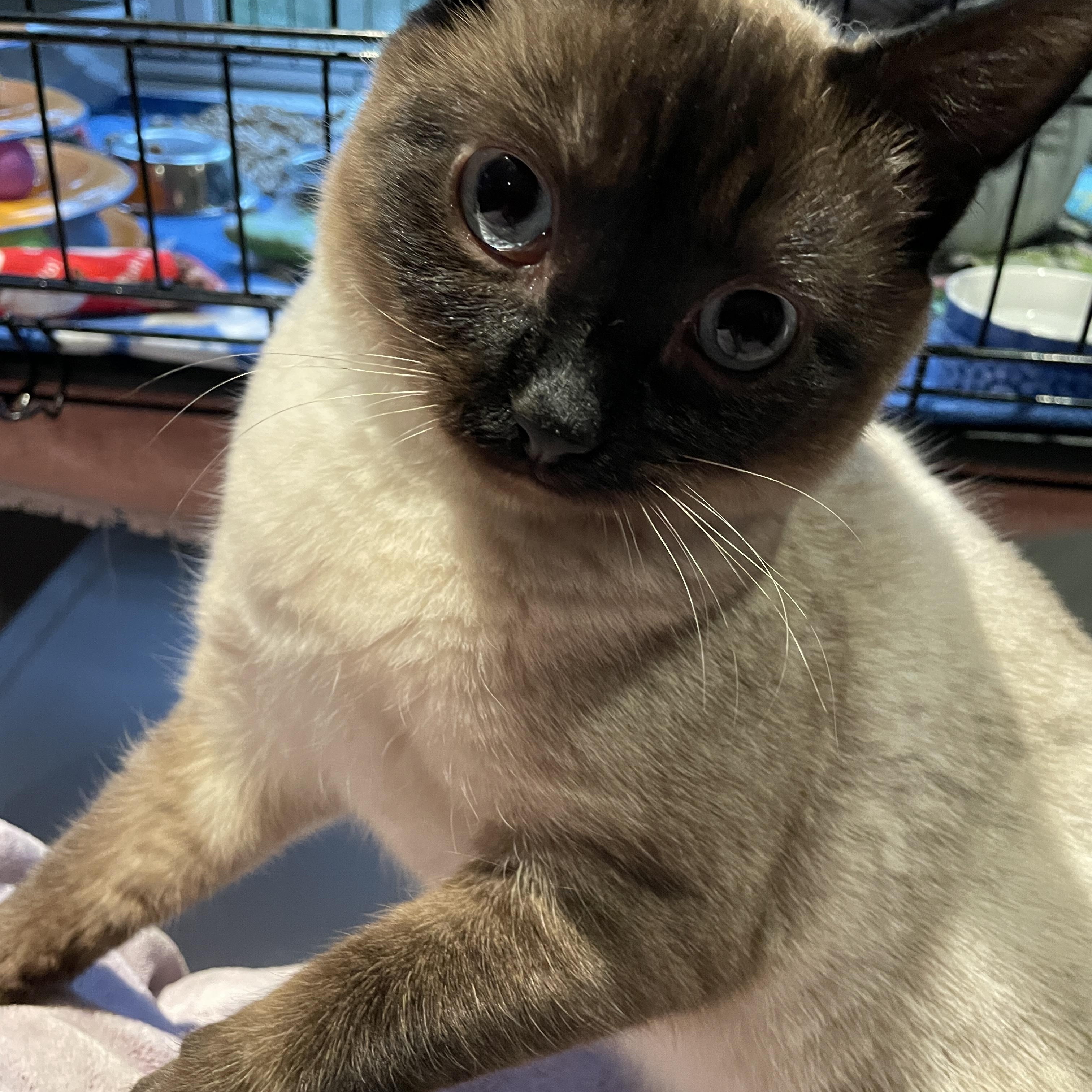 Jackson Avery, a ADOPTABLE Domestic Short Hair in Salt Spring Island, BC image 2/4