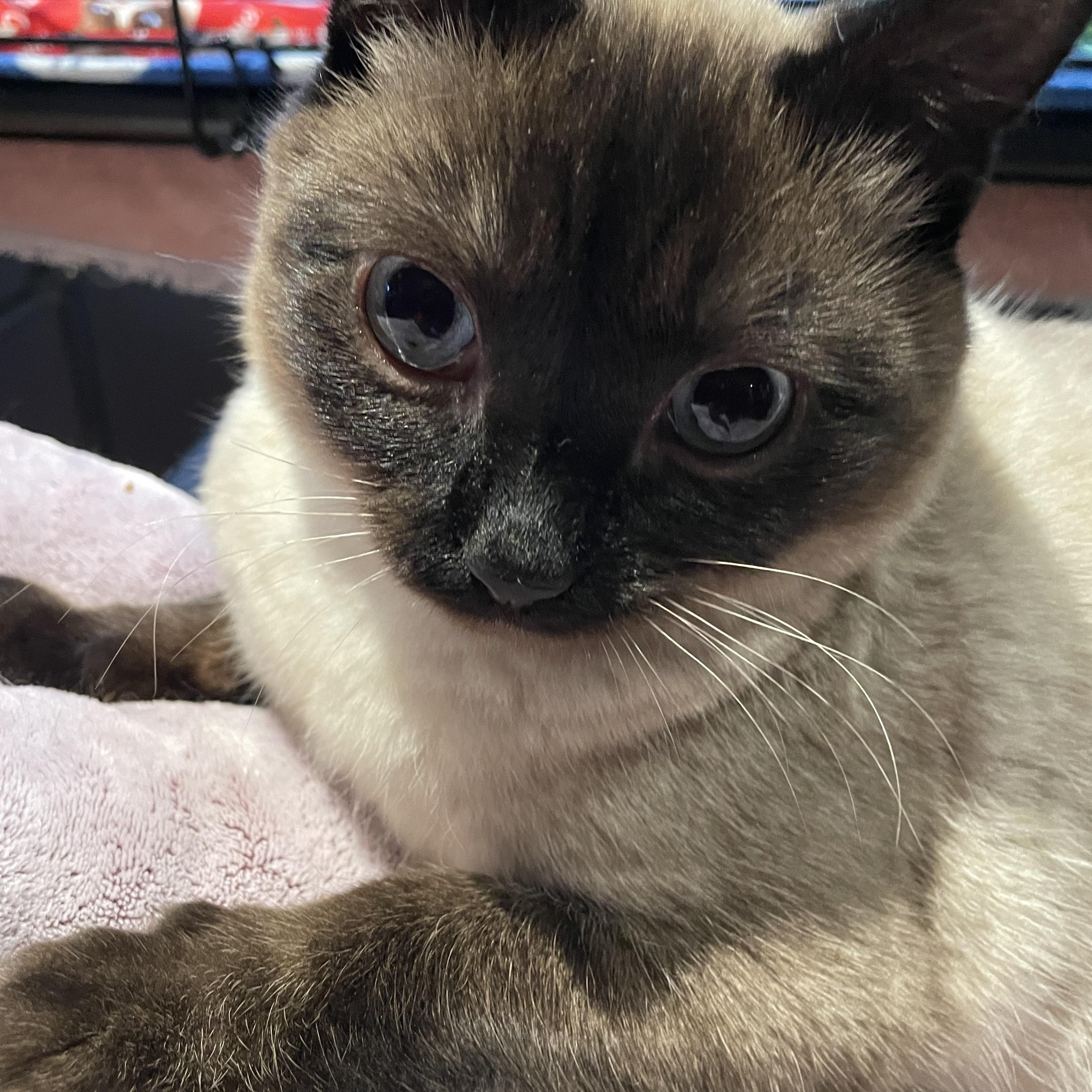 Jackson Avery, a ADOPTABLE Domestic Short Hair in Salt Spring Island, BC image 3/4