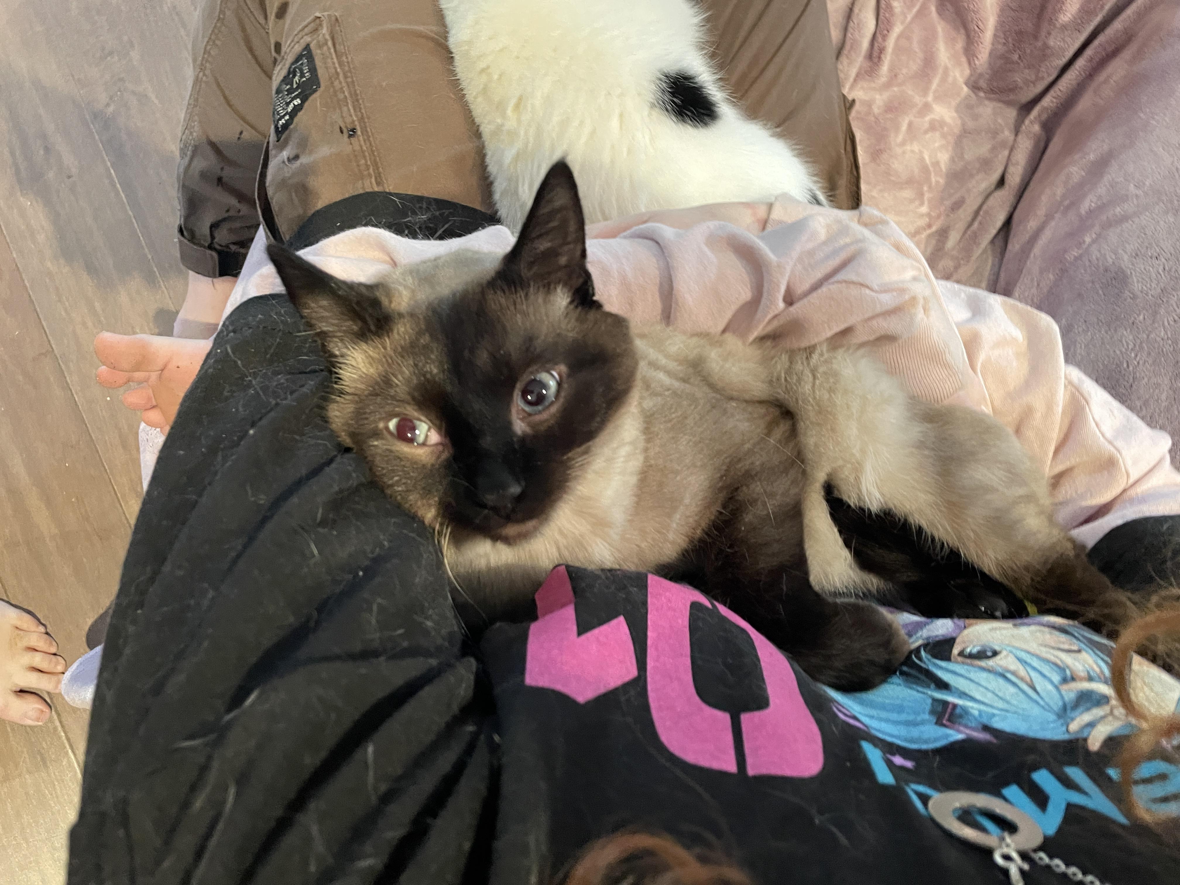 Jackson Avery, a ADOPTABLE Domestic Short Hair in Salt Spring Island, BC image 4/4