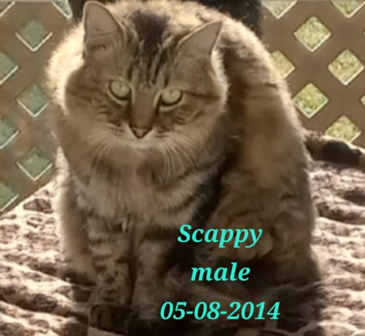 Enlarge Scrappy, a Adoptable mixed breed in Randolph, AL image 1/3
