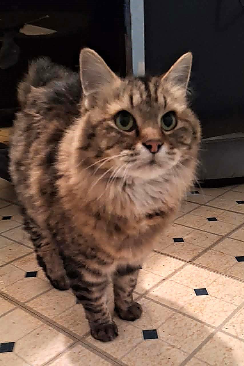 Enlarge Scrappy, a Adoptable mixed breed in Randolph, AL image 2/3