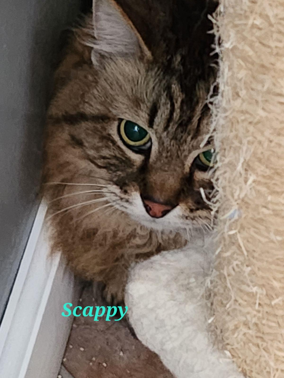 Enlarge Scrappy, a Adoptable mixed breed in Randolph, AL image 3/3