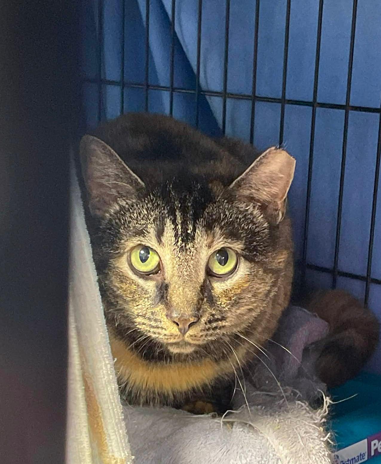 Tasha, Adopted, Young Female Domestic Short Hair & Tortoiseshell.