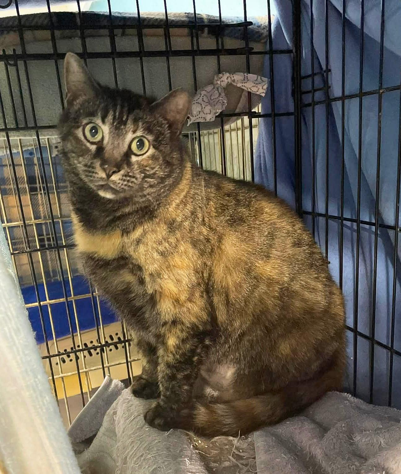 Enlarge Tasha, a Adopted mixed breed in Flint Hill, VA image 2/2