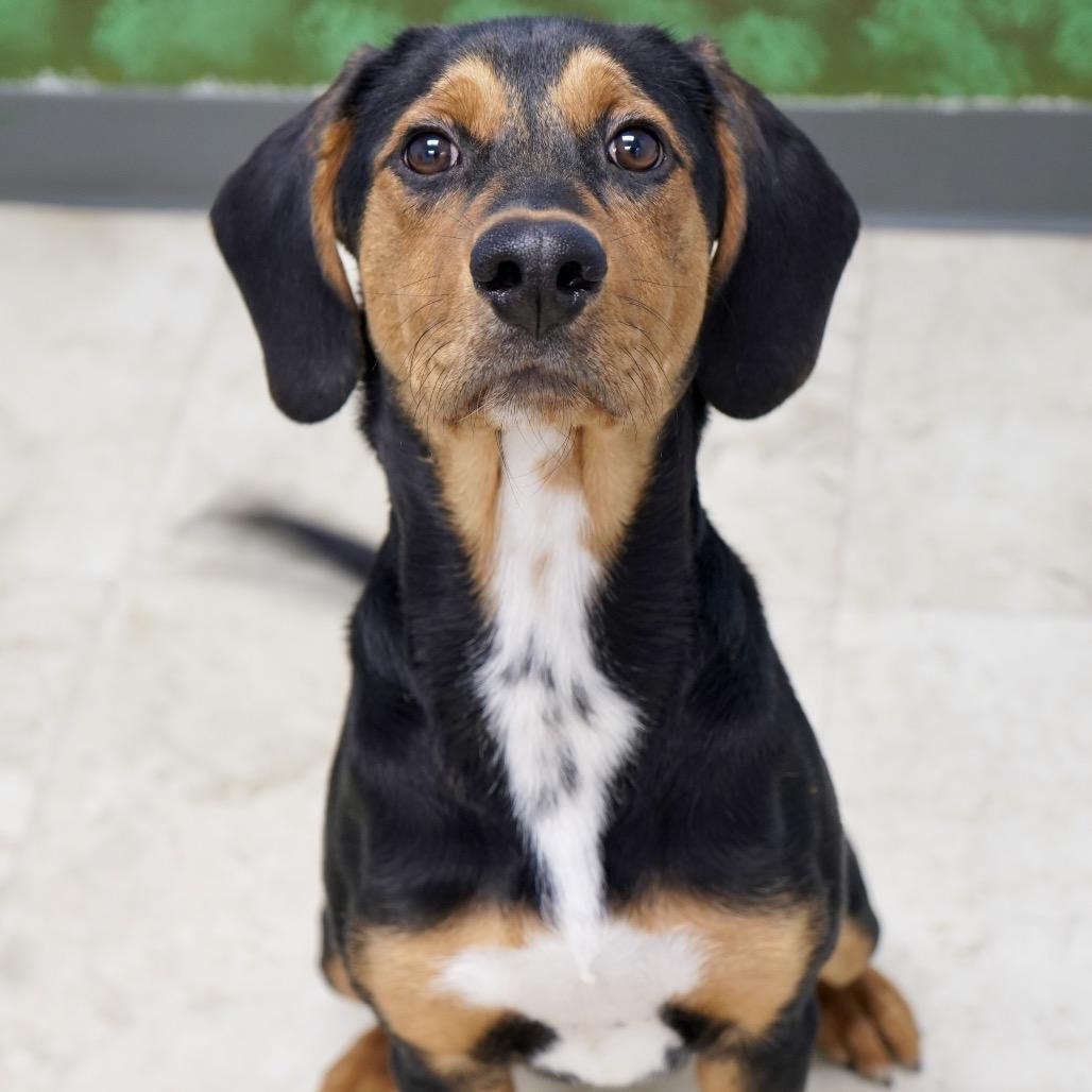 Waylon — thumbnail 4