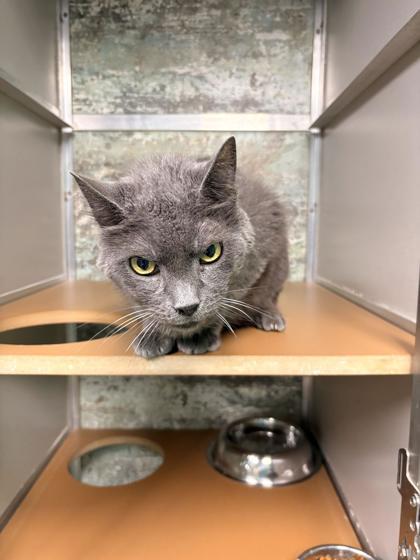 Storm, Adoptable, Young Male Domestic Short Hair & Domestic Short Hair.