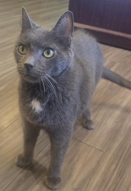 Enlarge Storm, a Adoptable mixed breed in Paducah, KY image 2/2