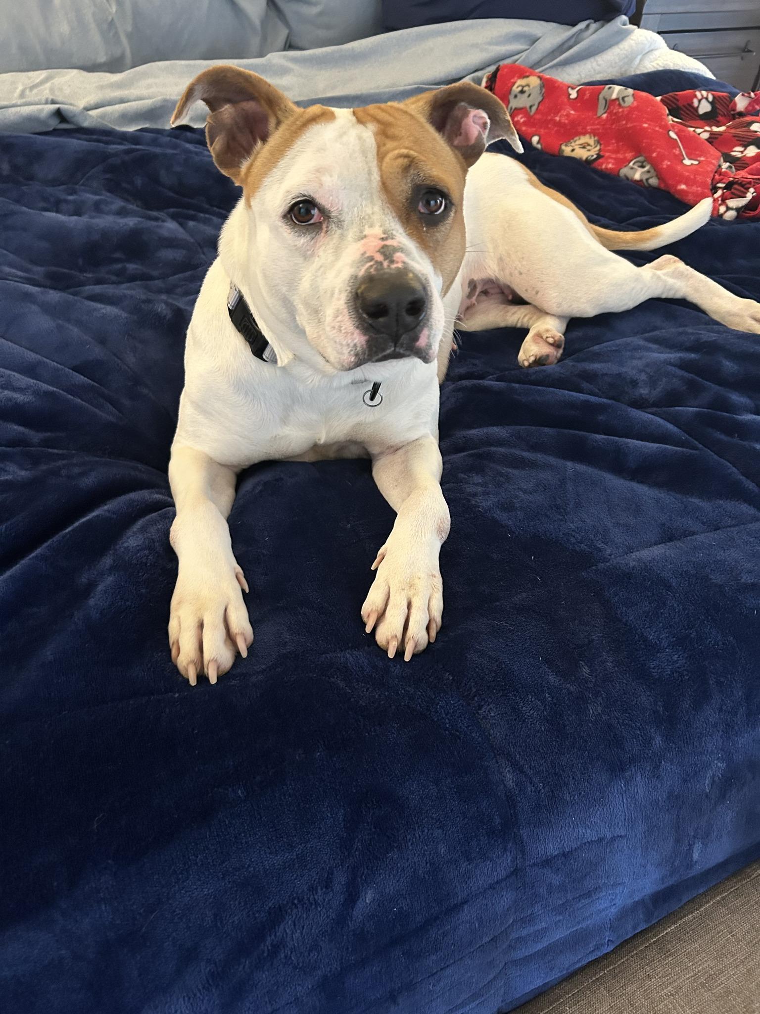 Enlarge Aubrey, a ADOPTABLE mixed breed in Cleveland, OH image 5/6