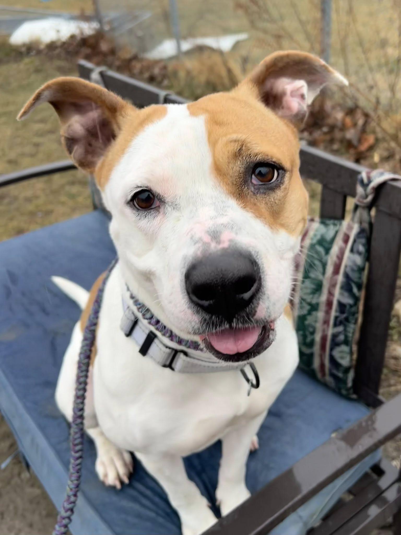 Enlarge Aubrey, a ADOPTABLE mixed breed in Cleveland, OH image 3/6