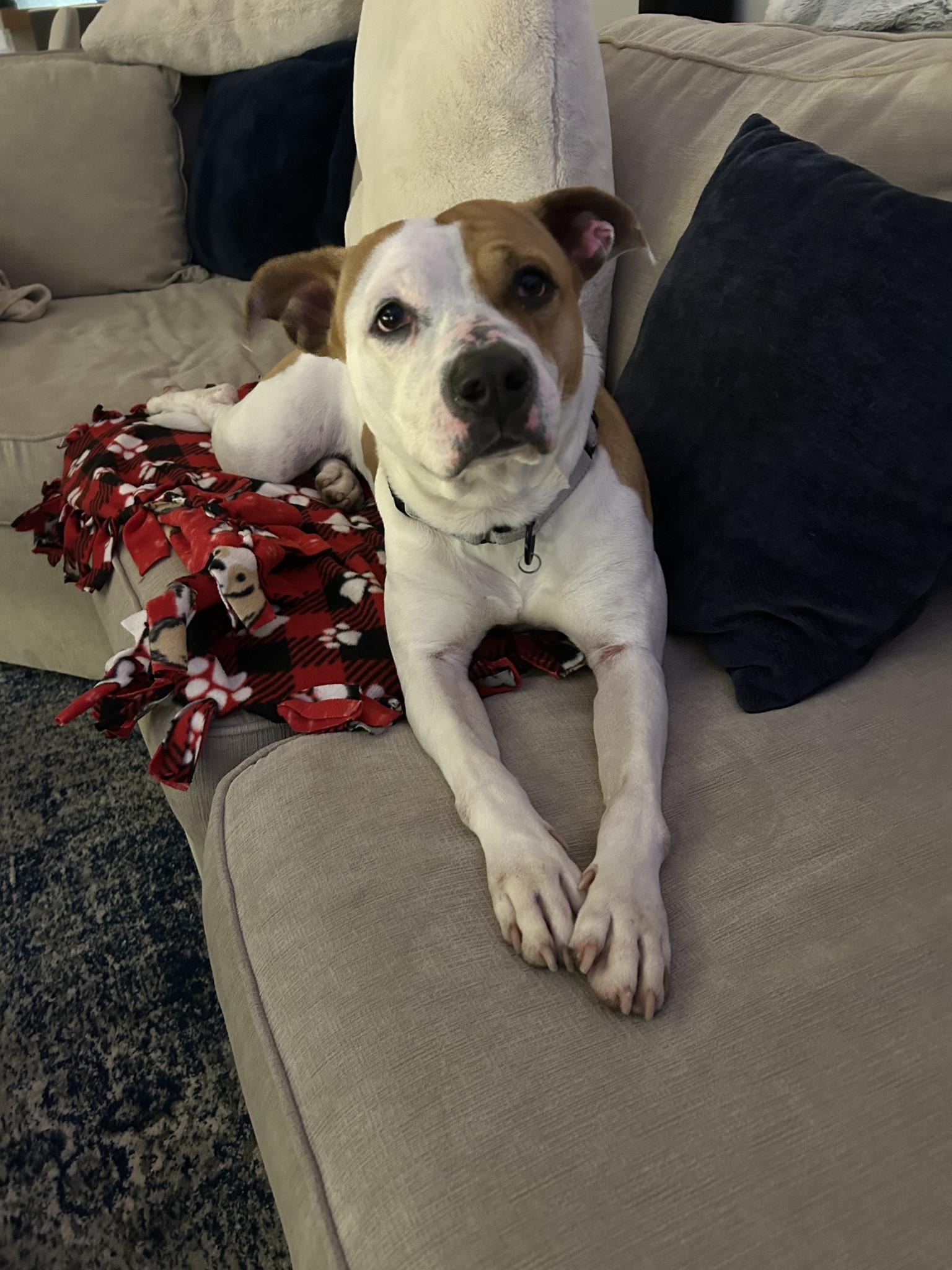 Enlarge Aubrey, a ADOPTABLE mixed breed in Cleveland, OH image 4/6