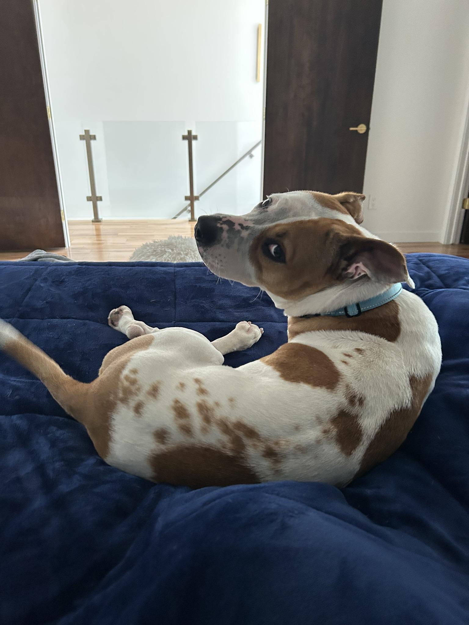 Enlarge Aubrey, a ADOPTABLE mixed breed in Cleveland, OH image 5/6