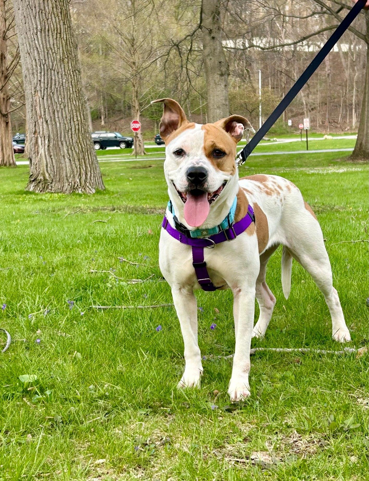 Enlarge Aubrey, a ADOPTABLE mixed breed in Cleveland, OH image 6/6