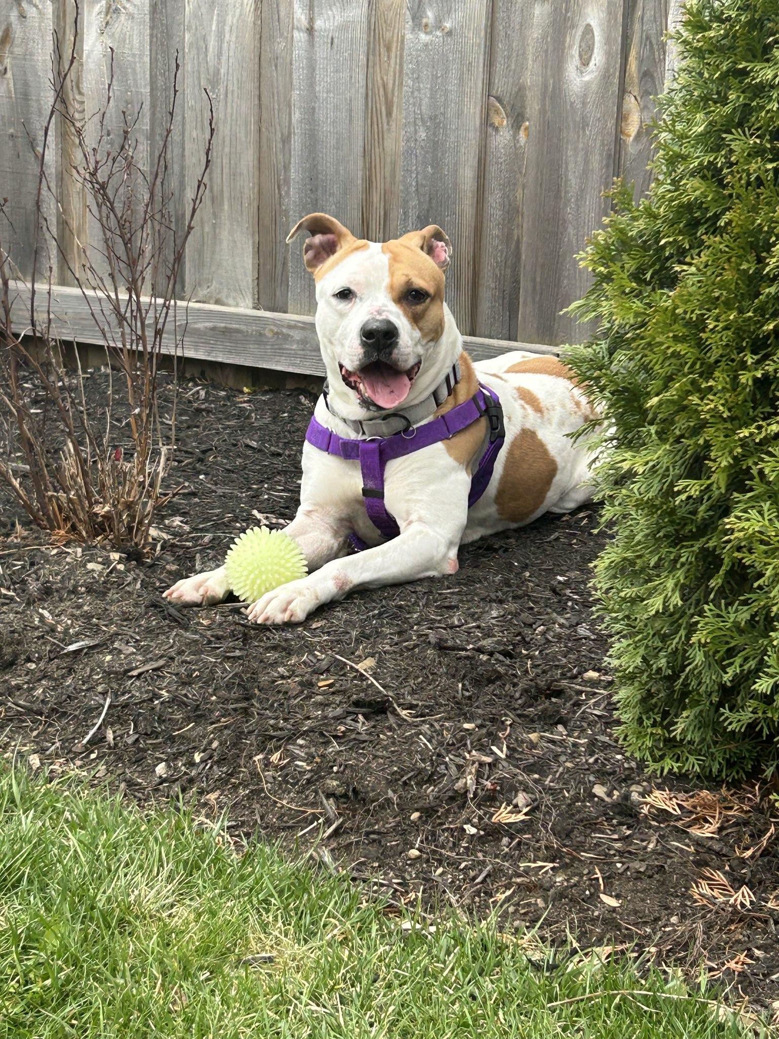 Aubrey, ADOPTABLE, Young Female Pit Bull Terrier.