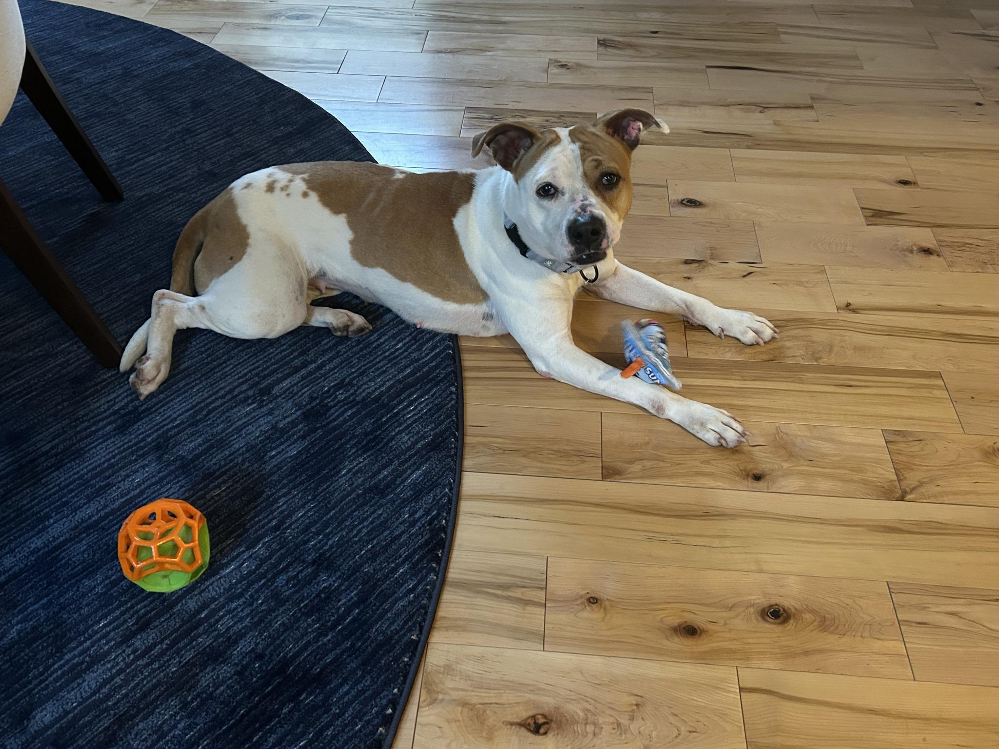 Enlarge Aubrey, a ADOPTABLE mixed breed in Cleveland, OH image 6/6