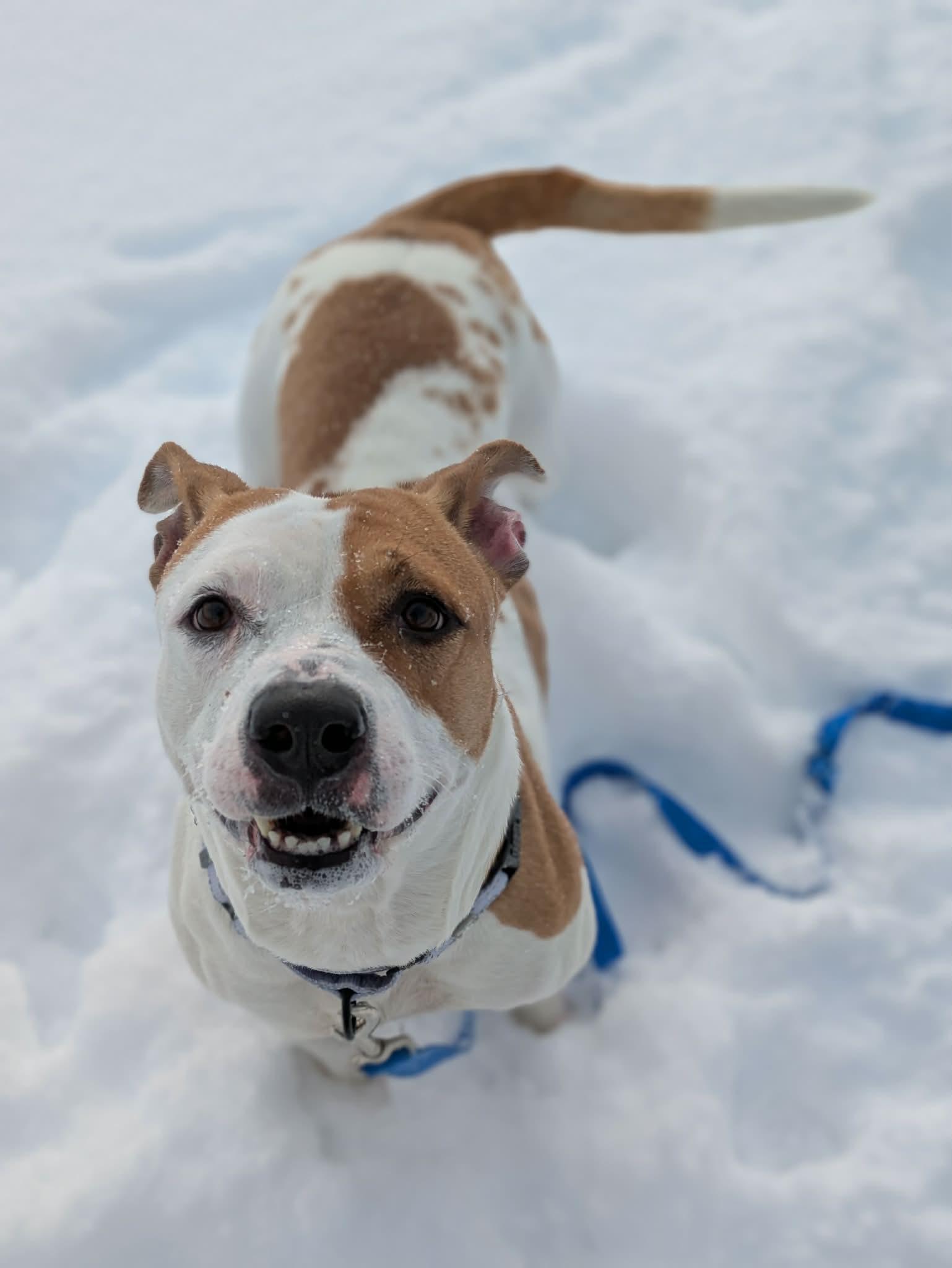 Enlarge Aubrey, a ADOPTABLE mixed breed in Cleveland, OH image 2/6