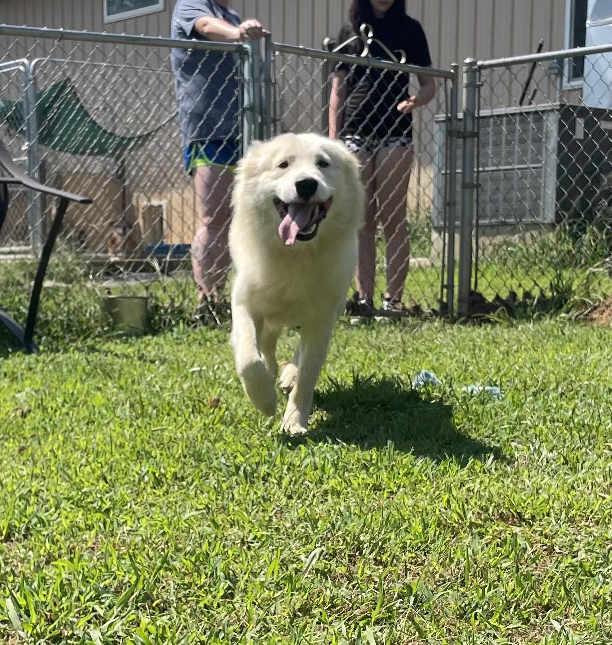 Enlarge 'Phil" the void in my heart, an adopted mixed breed in McKenzie, TN image 1/5