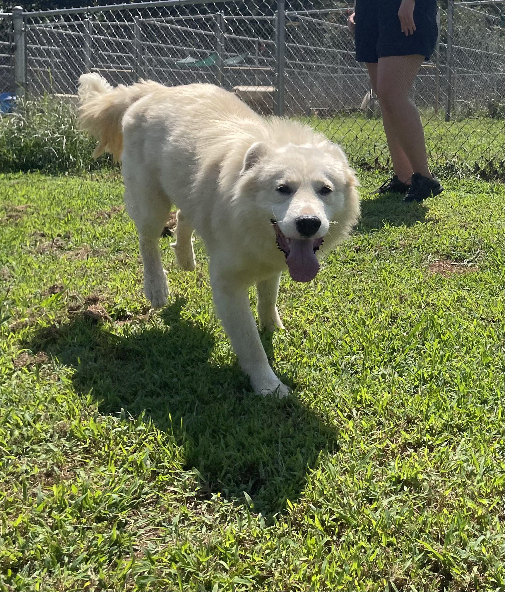 Enlarge 'Phil" the void in my heart, an adopted mixed breed in McKenzie, TN image 2/5