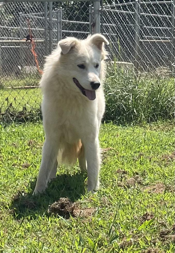 Enlarge 'Phil" the void in my heart, an adopted mixed breed in McKenzie, TN image 3/5
