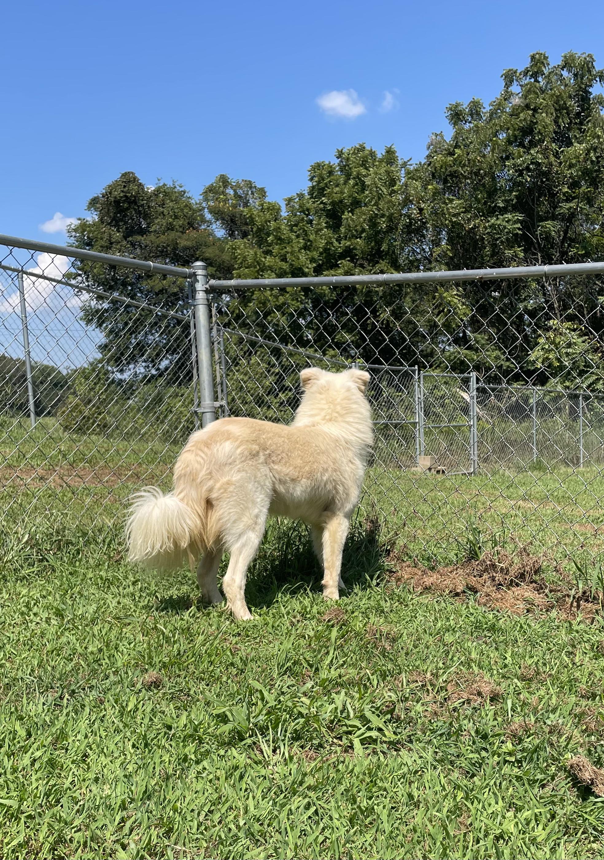 Enlarge 'Phil" the void in my heart, an adopted mixed breed in McKenzie, TN image 4/5