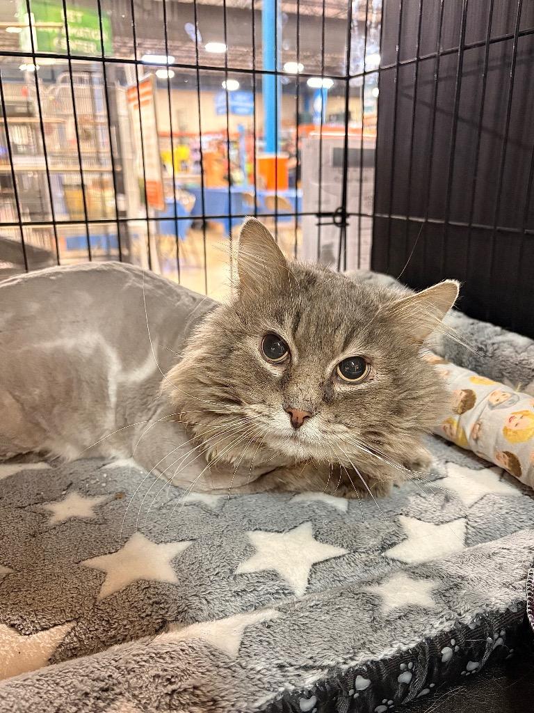 Curious George, Adoptable, Senior Male Domestic Long Hair.