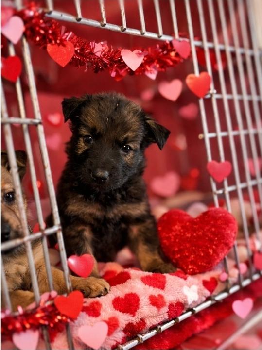 Elvis, Adoptable, Puppy Male German Shepherd Dog & Great Pyrenees.