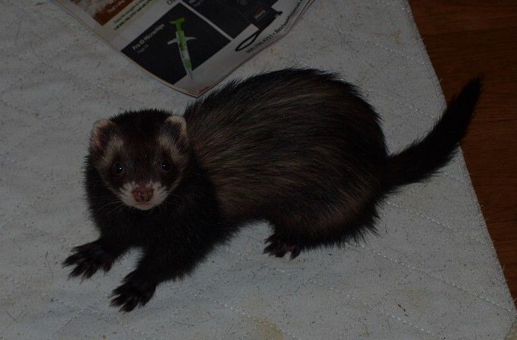 Bato, Adult Female unknown