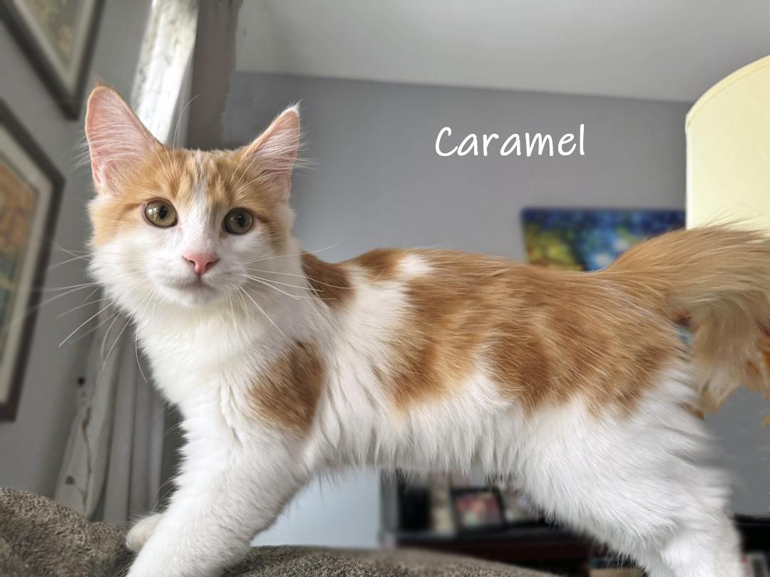 Caramel, adopted, Kitten Male Domestic Long Hair.