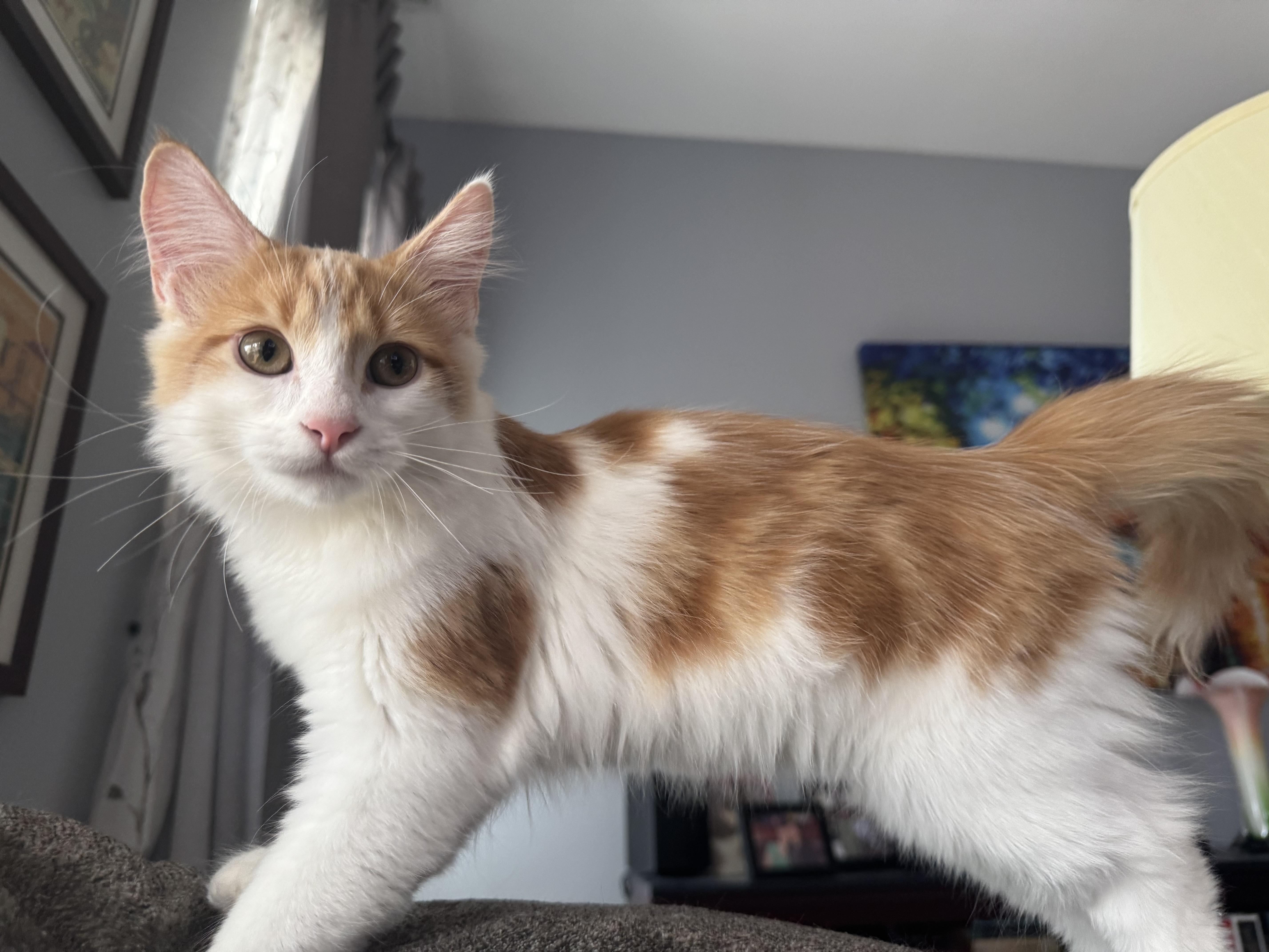 Enlarge Caramel, a ADOPTABLE Domestic Long Hair in Chicago, IL image 2/2
