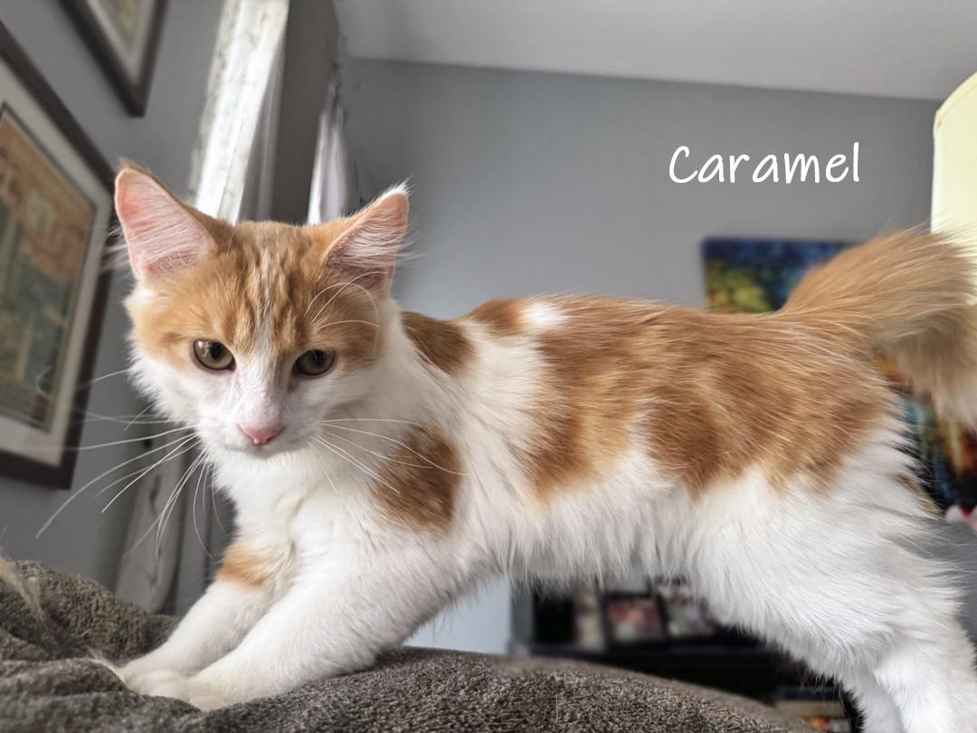 Enlarge Caramel, an adopted Domestic Long Hair in Chicago, IL image 2/2