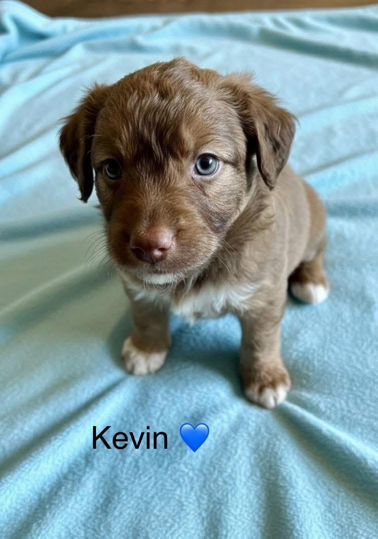 Enlarge Kevin, a Adoptable mixed breed in Rockwall, TX image 3/3