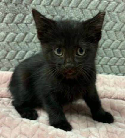Blueberry, Adoptable, Kitten Male Domestic Short Hair & Domestic Short Hair.