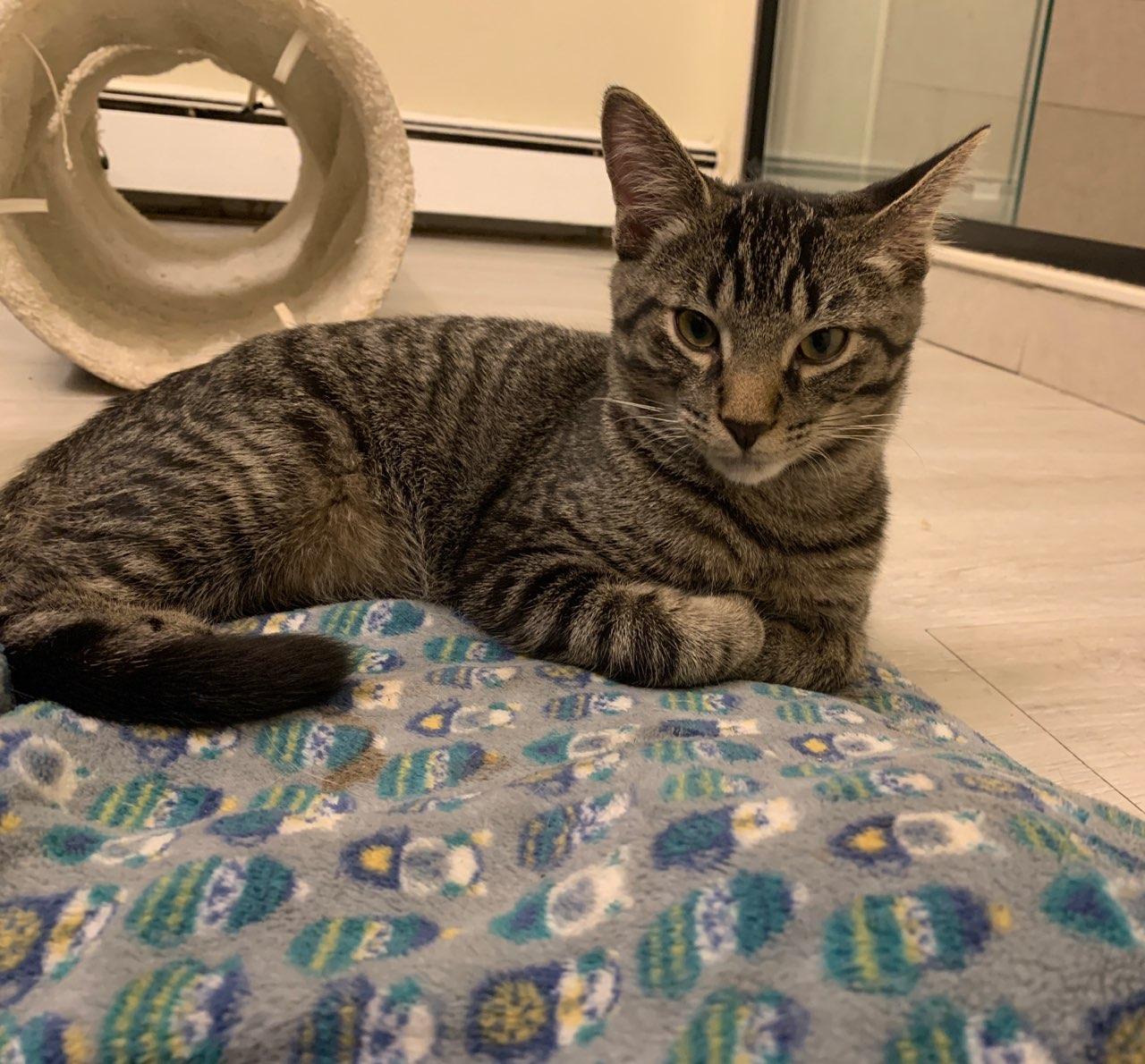 Enlarge Jackson (Bonded with Skye), a Adoptable Domestic Short Hair in Chicago Ridge, IL image 1/3