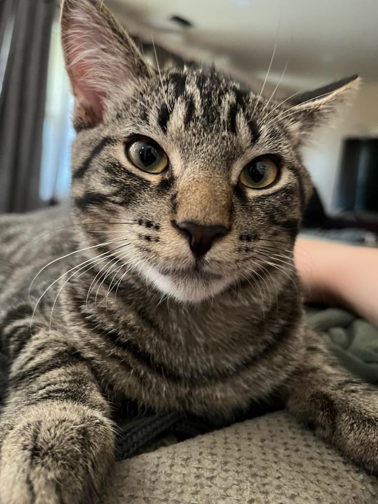 Enlarge Jackson (Bonded with Skye), a Adoptable Domestic Short Hair in Chicago Ridge, IL image 2/3