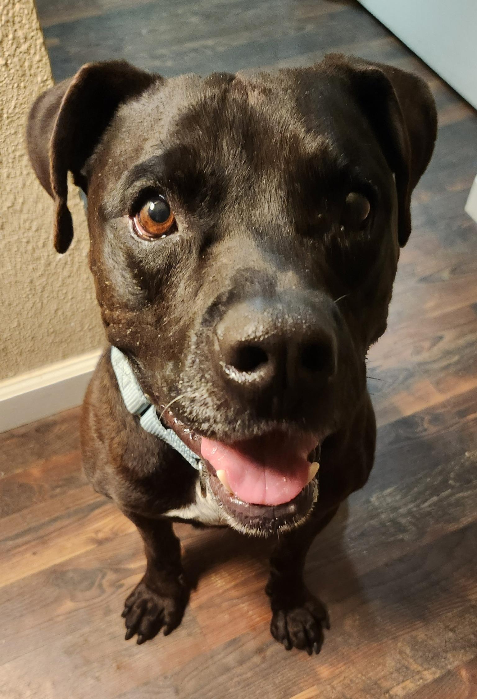 Jimmy, Adoptable, Adult Male Pit Bull Terrier & Boxer.