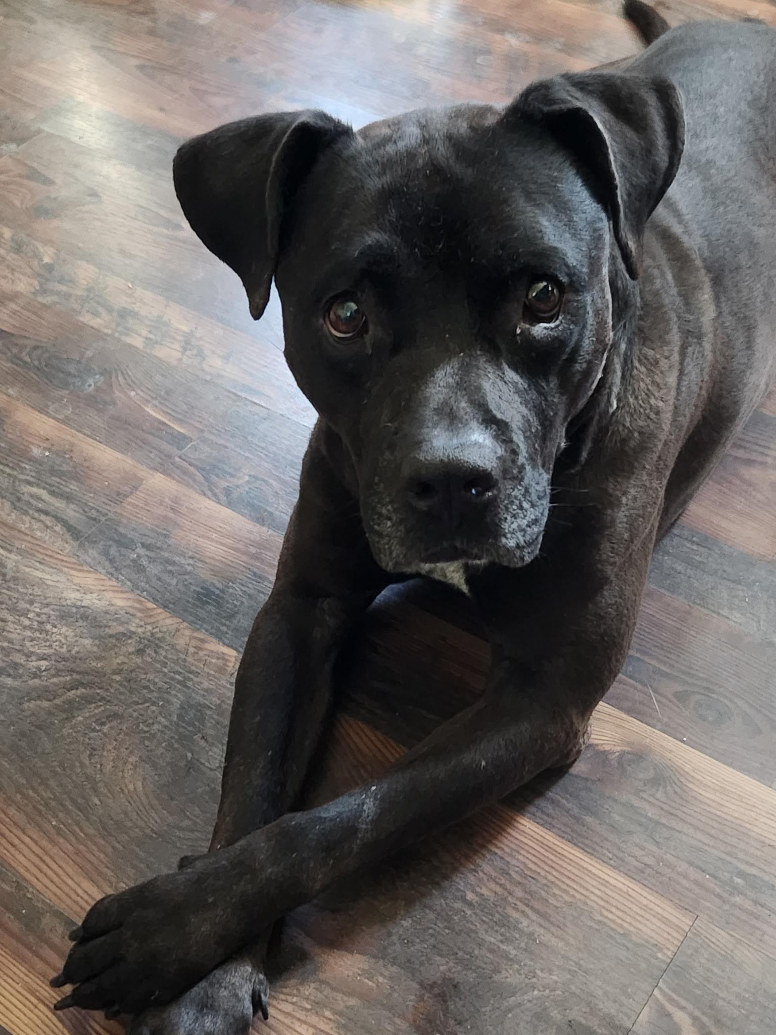 Enlarge Jimmy, a Adoptable mixed breed in Palm desert, CA image 2/6