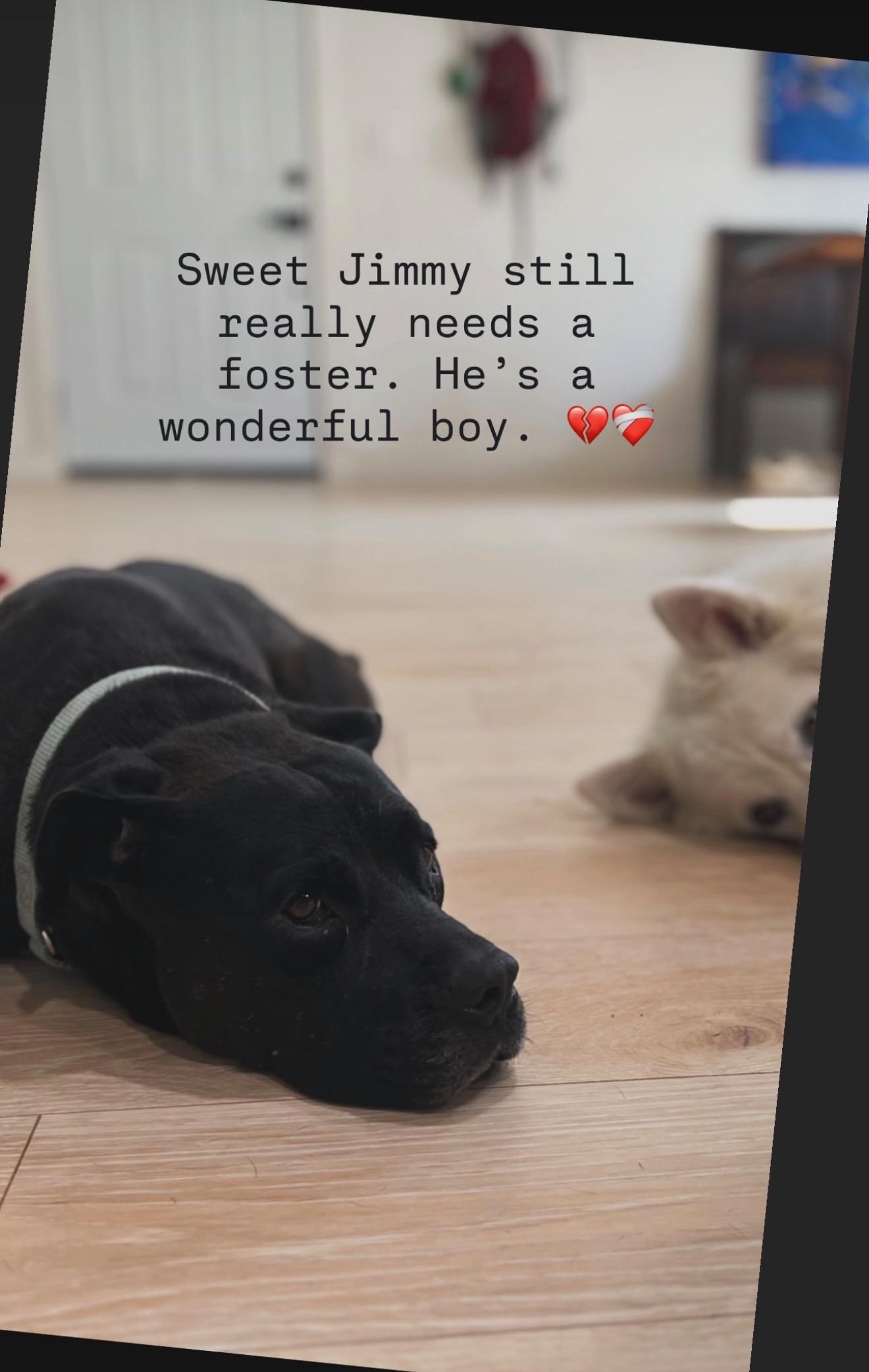 Enlarge Jimmy, a Adoptable mixed breed in Palm desert, CA image 3/6