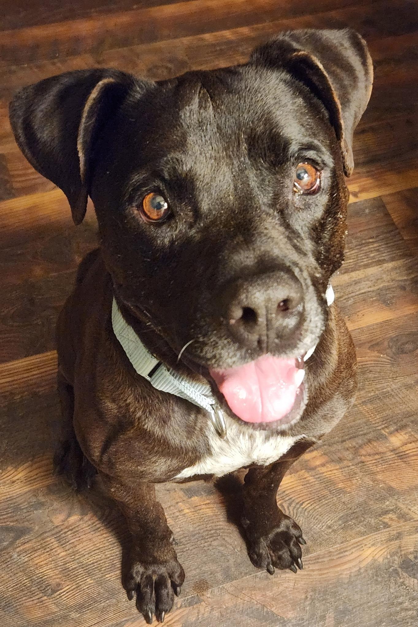 Enlarge Jimmy, a Adoptable mixed breed in Palm desert, CA image 5/6