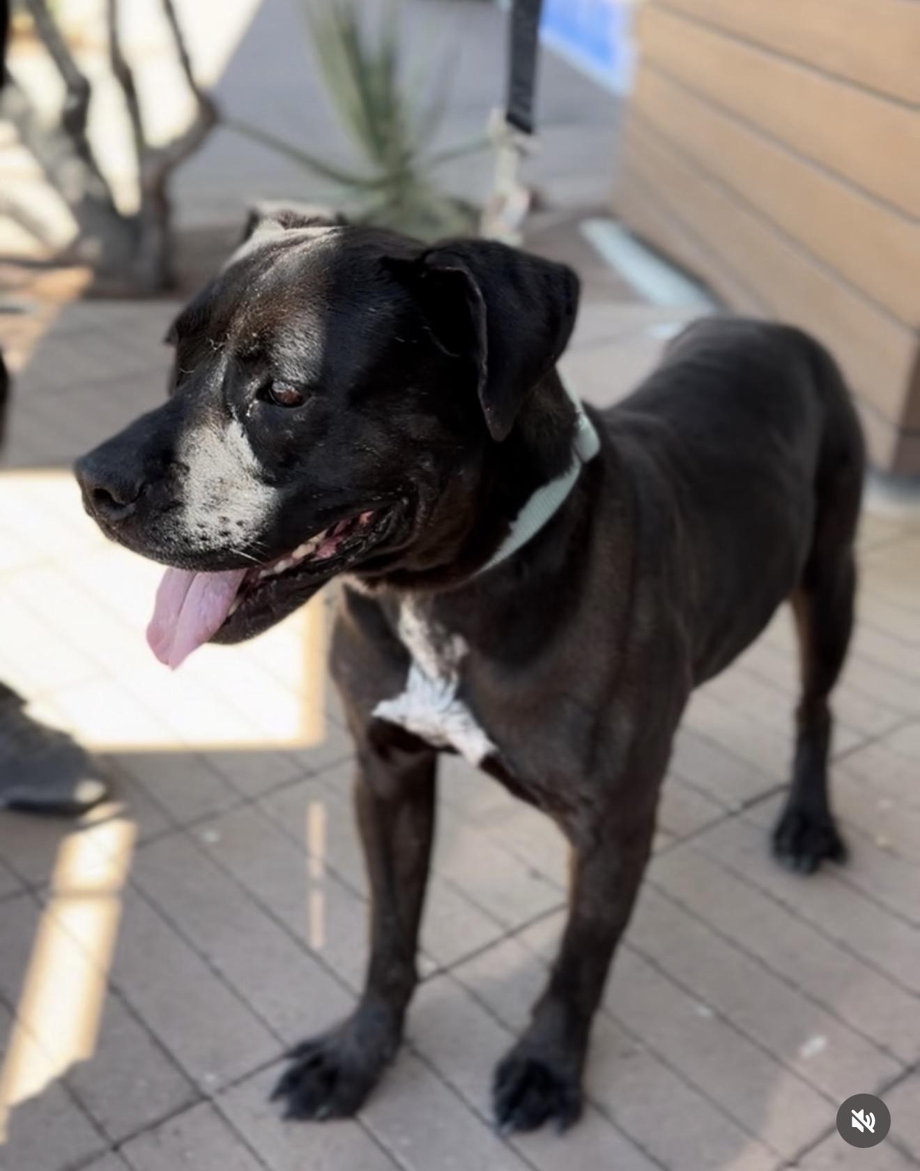 Enlarge Jimmy, a Adoptable mixed breed in Palm desert, CA image 6/6