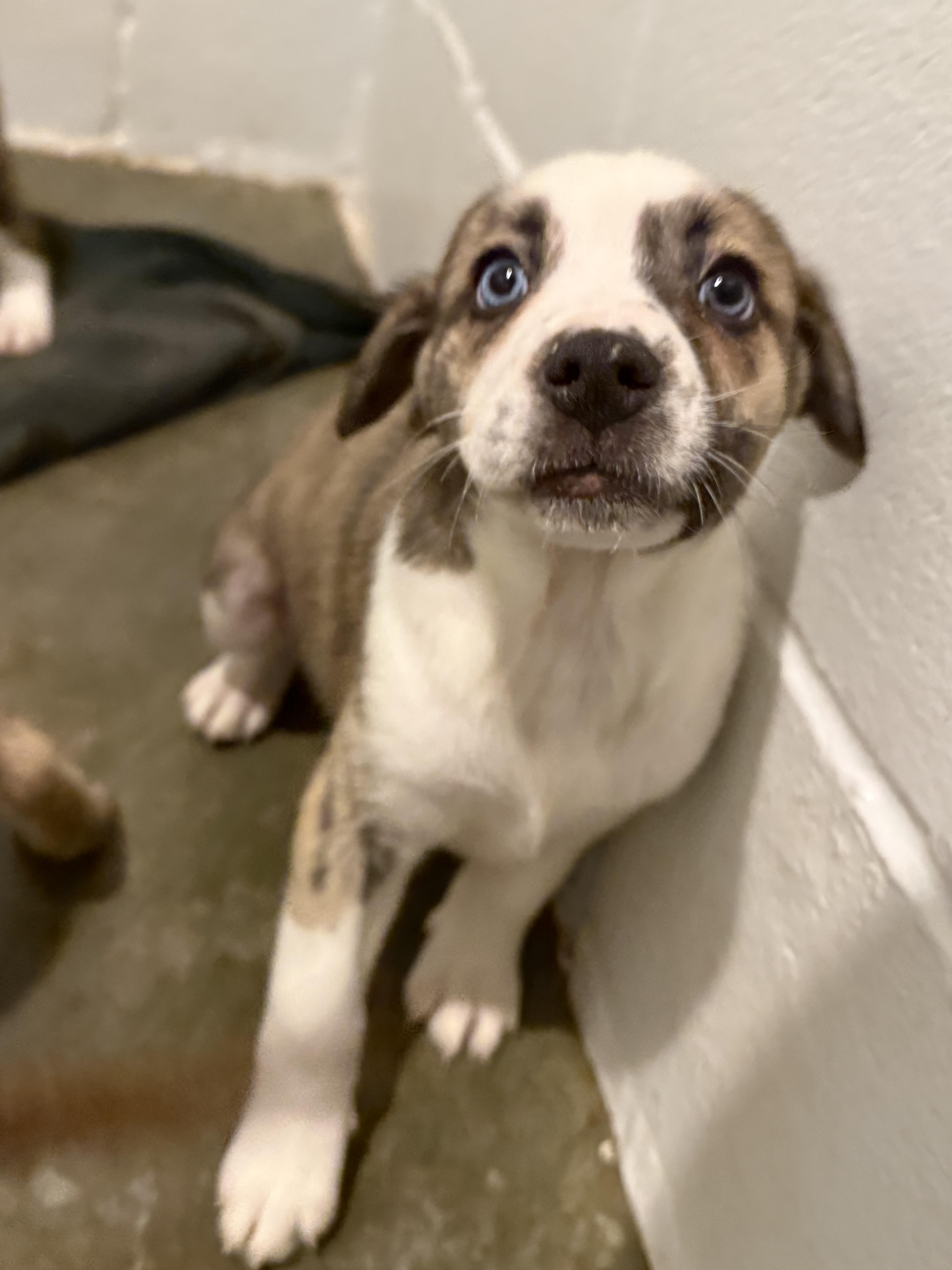 Cathy, a Adoptable mixed breed in South Amboy, NJ image 2/2