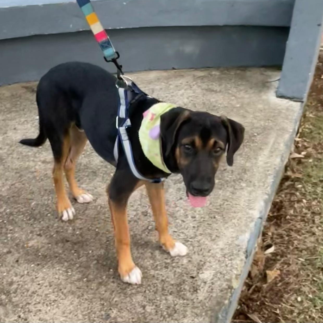 Enlarge ALEX "Ready. Set. Love." (Currently in Puerto Rico), a Adoptable Labrador Retriever in New York, NY image 2/4