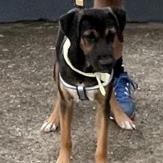 Enlarge ALEX "Ready. Set. Love." (Currently in Puerto Rico), a Adoptable Labrador Retriever in New York, NY image 3/4