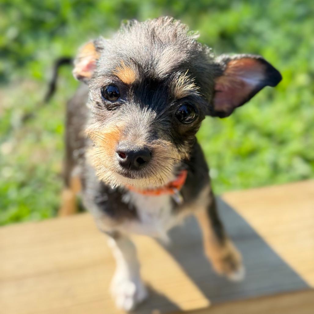 Nacho, Adoptable, Puppy Male Chihuahua.