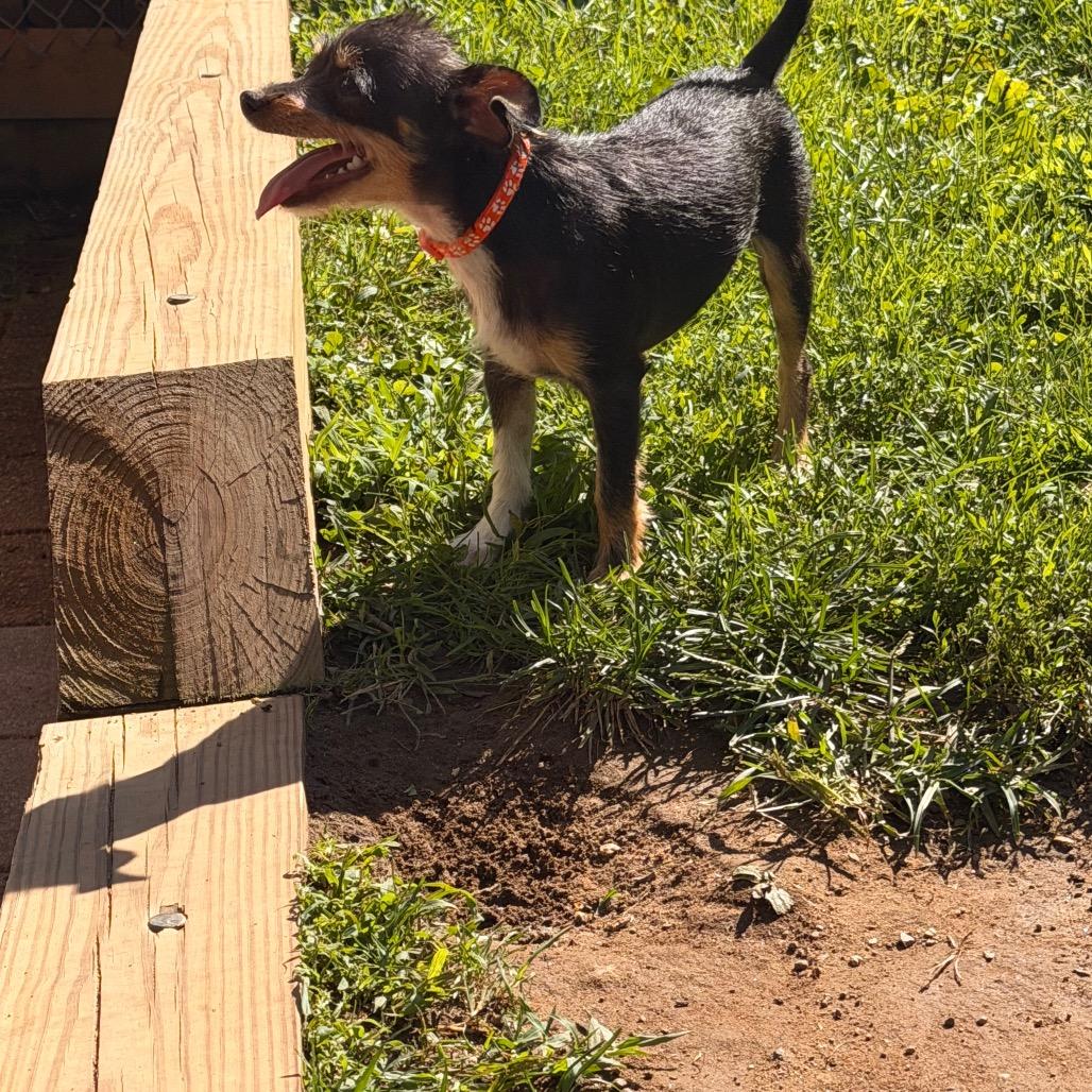 Nacho, a Adoptable Chihuahua in New Fairfield, CT image 2/6