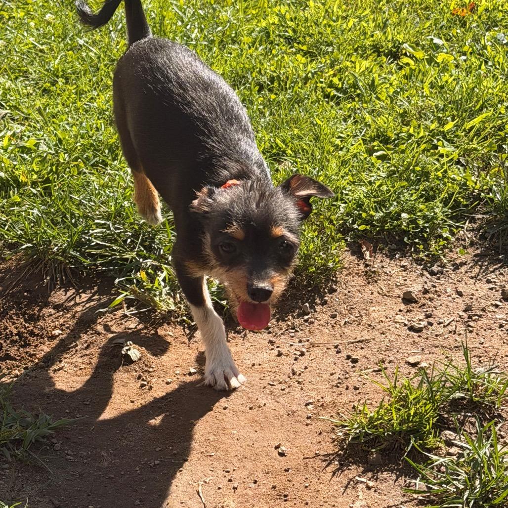 Nacho, a Adoptable Chihuahua in New Fairfield, CT image 4/6
