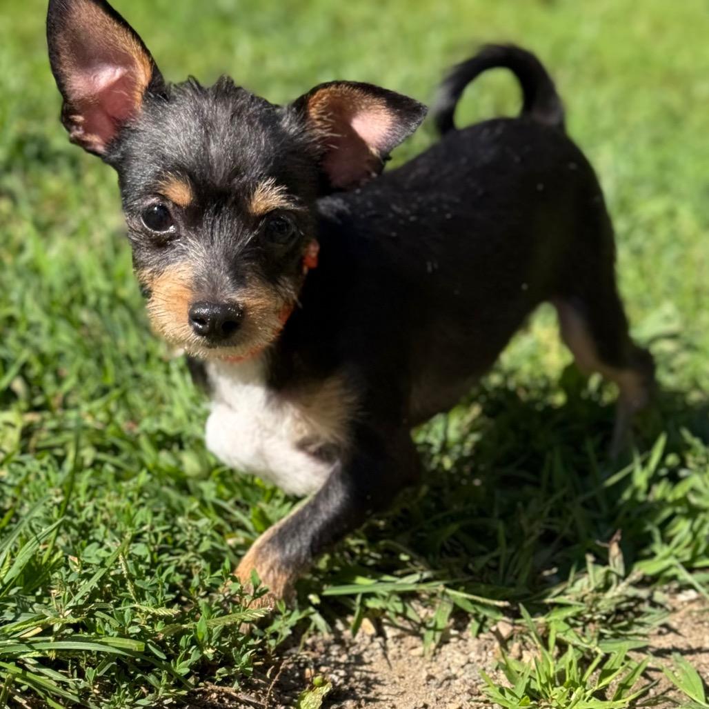 Nacho, a Adoptable Chihuahua in New Fairfield, CT image 5/6